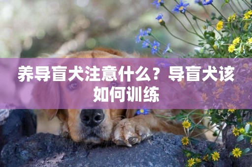 養導盲犬注意什么？導盲犬該如何訓練