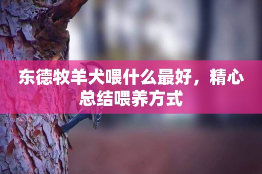 東德牧羊犬喂什么最好，精心總結喂養方式