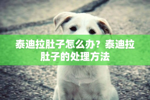 泰迪拉肚子怎么辦？泰迪拉肚子的處理方法