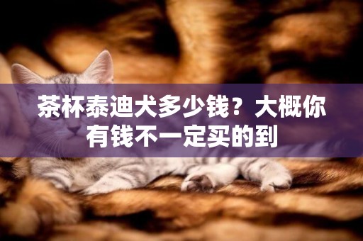 茶杯泰迪犬多少錢？大概你有錢不一定買的到