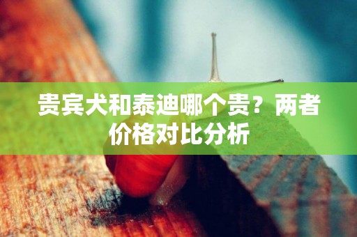 貴賓犬和泰迪哪個貴？兩者價格對比分析