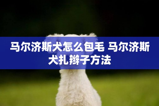 馬爾濟斯犬怎么包毛 馬爾濟斯犬扎辮子方法