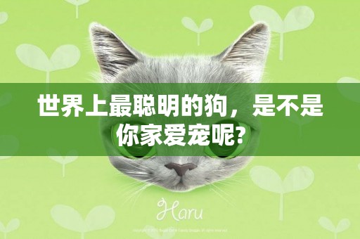 世界上最聰明的狗，是不是你家愛寵呢?