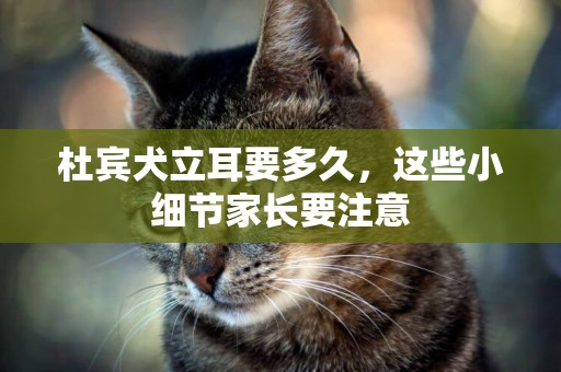 杜賓犬立耳要多久，這些小細節家長要注意