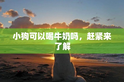 小狗可以喝牛奶嗎，趕緊來了解