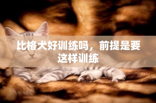 比格犬好訓練嗎，前提是要這樣訓練
