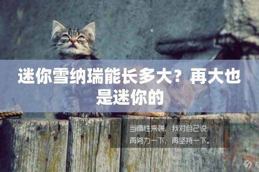 迷你雪納瑞能長多大？再大也是迷你的