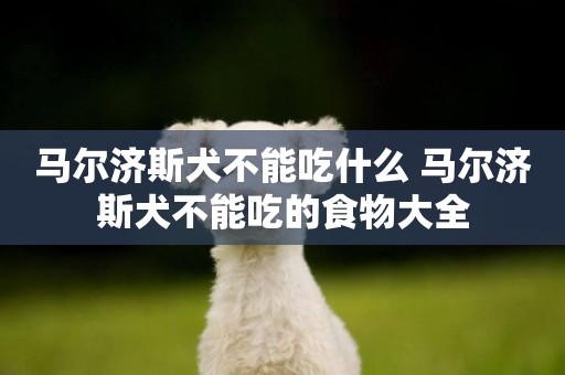 馬爾濟斯犬不能吃什么 馬爾濟斯犬不能吃的食物大全