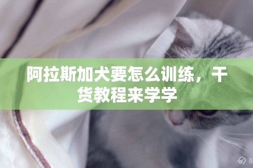 阿拉斯加犬要怎么訓練，干貨教程來學學