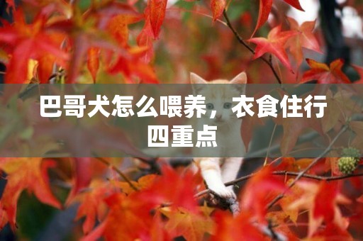 巴哥犬怎么喂養，衣食住行四重點