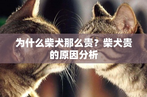 為什么柴犬那么貴？柴犬貴的原因分析