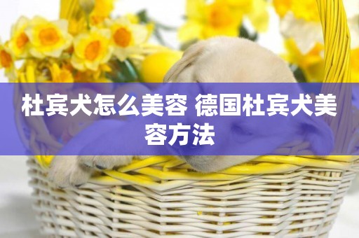 杜賓犬怎么美容 德國杜賓犬美容方法
