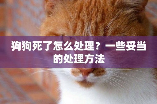 狗狗死了怎么處理？一些妥當的處理方法