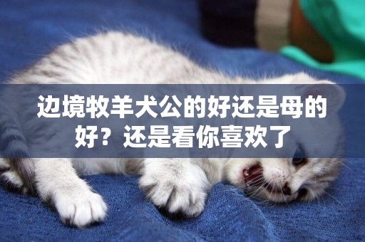 邊境牧羊犬公的好還是母的好？還是看你喜歡了