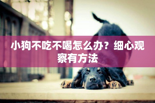 小狗不吃不喝怎么辦？細心觀察有方法