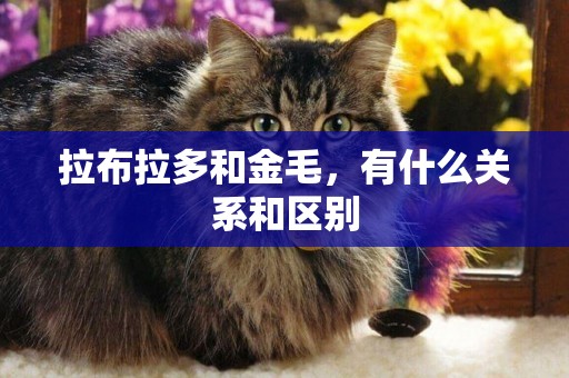 拉布拉多和金毛，有什么關系和區別