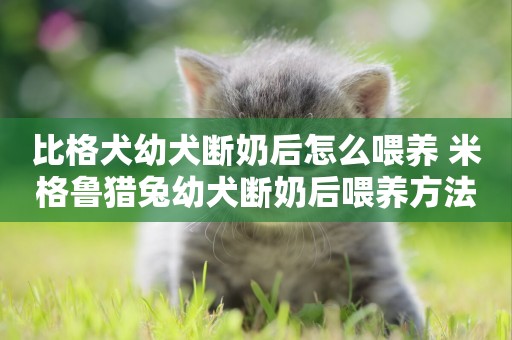 比格犬幼犬斷奶后怎么喂養 米格魯獵兔幼犬斷奶后喂養方法