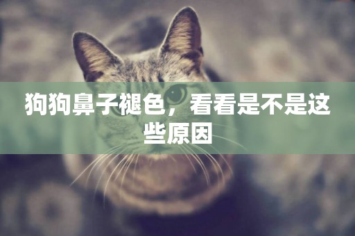 狗狗鼻子褪色，看看是不是這些原因