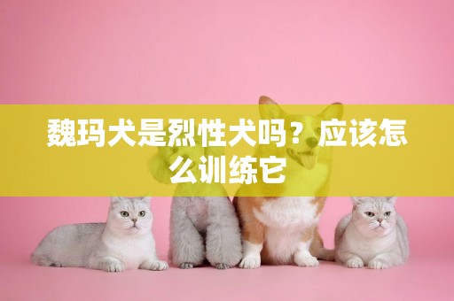 魏瑪犬是烈性犬嗎？應該怎么訓練它