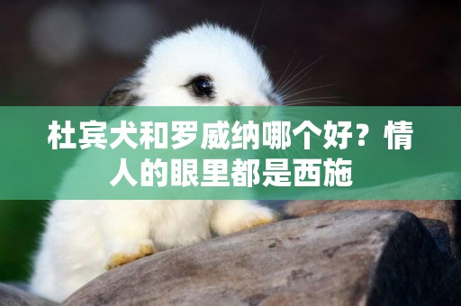 杜賓犬和羅威納哪個好？情人的眼里都是西施