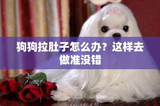狗狗拉肚子怎么辦？這樣去做準沒錯