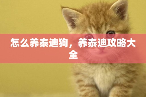 怎么養泰迪狗，養泰迪攻略大全