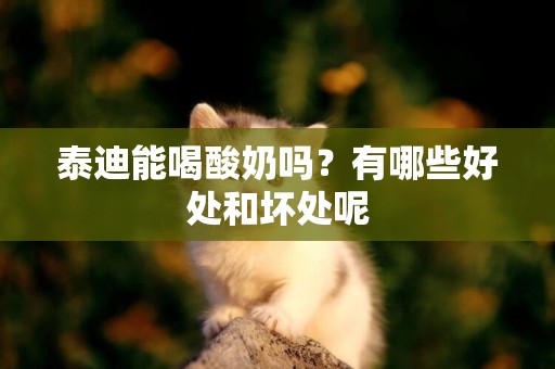 泰迪能喝酸奶嗎？有哪些好處和壞處呢