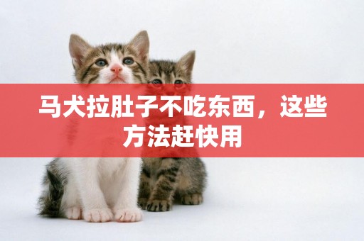 馬犬拉肚子不吃東西，這些方法趕快用