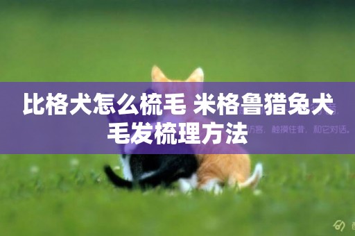 比格犬怎么梳毛 米格魯獵兔犬毛發梳理方法