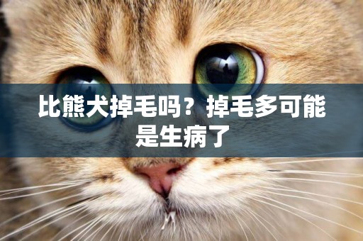比熊犬掉毛嗎？掉毛多可能是生病了
