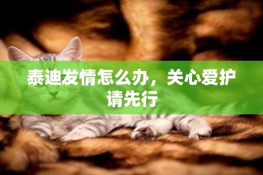 泰迪發情怎么辦，關心愛護請先行