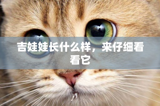 吉娃娃長什么樣，來仔細看看它