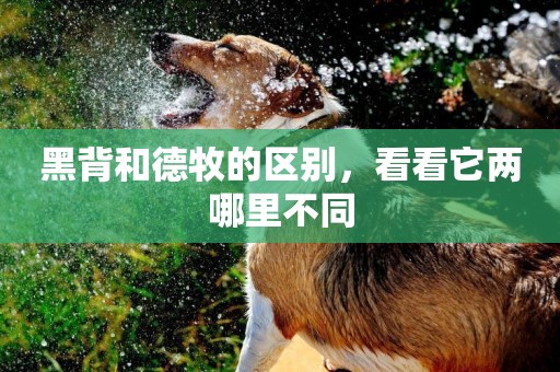 黑背和德牧的區別，看看它兩哪里不同