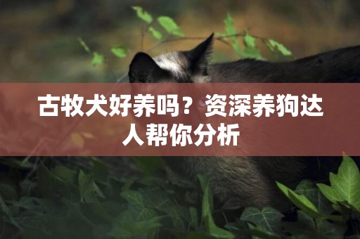 古牧犬好養嗎？資深養狗達人幫你分析