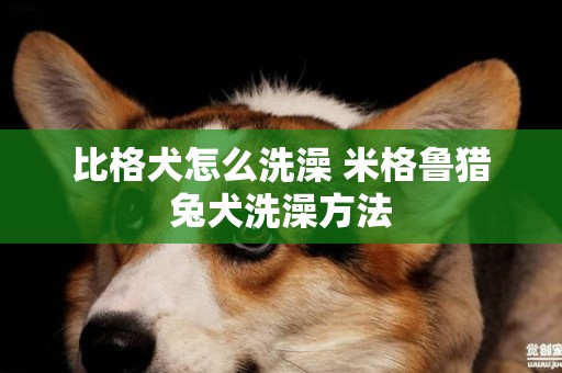比格犬怎么洗澡 米格魯獵兔犬洗澡方法