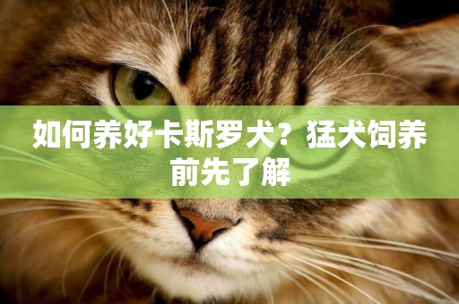 如何養好卡斯羅犬？猛犬飼養前先了解