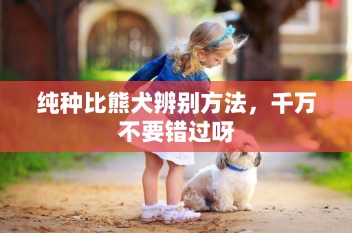 純種比熊犬辨別方法，千萬不要錯過呀