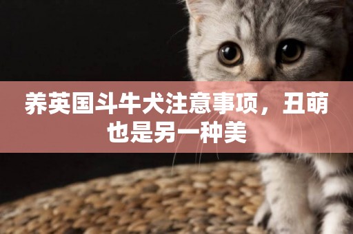 養英國斗牛犬注意事項，丑萌也是另一種美