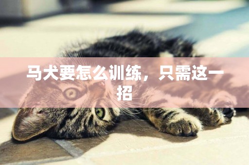 馬犬要怎么訓練，只需這一招