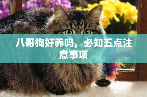 八哥狗好養嗎，必知五點注意事項
