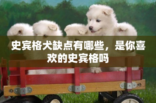 史賓格犬缺點有哪些，是你喜歡的史賓格嗎