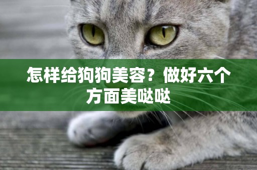 怎樣給狗狗美容？做好六個方面美噠噠