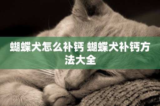 蝴蝶犬怎么補鈣 蝴蝶犬補鈣方法大全