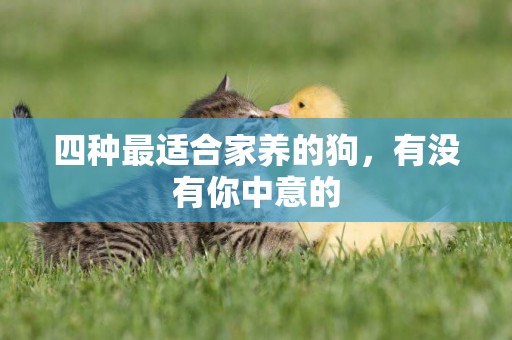 四種最適合家養的狗，有沒有你中意的