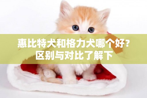 惠比特犬和格力犬哪個好？區別與對比了解下