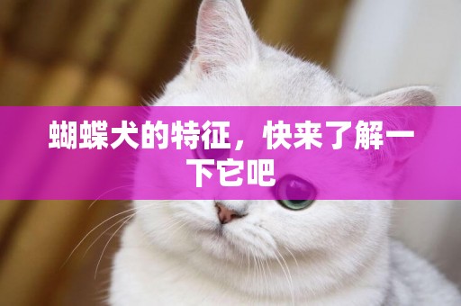 蝴蝶犬的特征，快來了解一下它吧