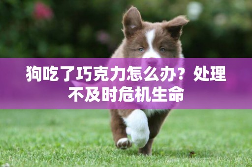 狗吃了巧克力怎么辦？處理不及時危機生命