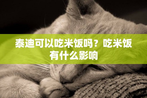 泰迪可以吃米飯嗎？吃米飯有什么影響