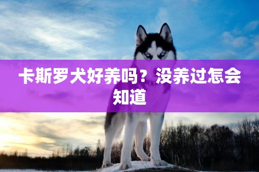 卡斯羅犬好養嗎？沒養過怎會知道