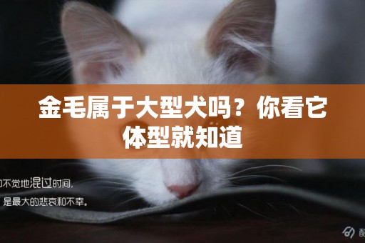 金毛屬于大型犬嗎？你看它體型就知道